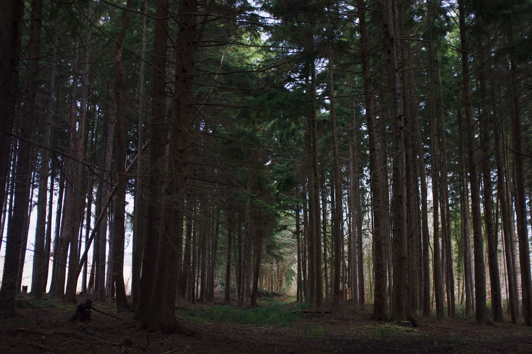 Somewhere off the track in High Weald